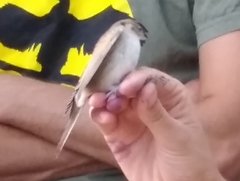 Curruca communis