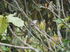 Picumnus granadensis