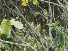 Picumnus granadensis