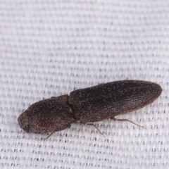 Lacon impressicollis