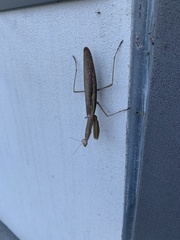 Mantis religiosa