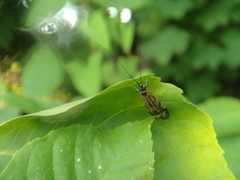 Macrostemum zebratum