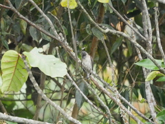 Picumnus granadensis