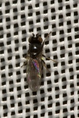 Hydrellia albilabris