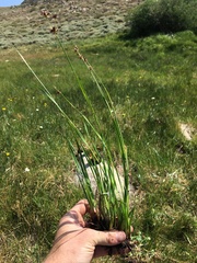 Juncus macrandrus