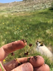 Juncus macrandrus