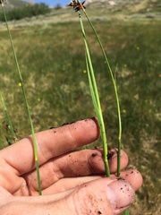 Juncus macrandrus