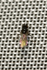 Hydrellia albilabris