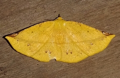 Cratoptera group