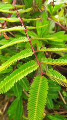 Mimosa bimucronata