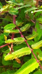 Mimosa bimucronata
