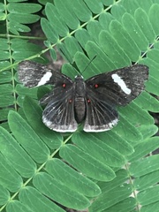 Melanis leucophlegma
