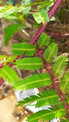 Mimosa bimucronata