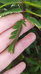 Mimosa bimucronata