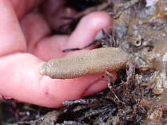 Phascolosoma