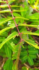 Mimosa bimucronata