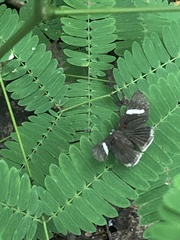 Melanis leucophlegma
