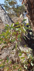 Eucalyptus dumosa