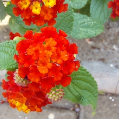 Lantana camara