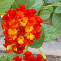 Lantana camara