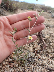 Mentzelia montana