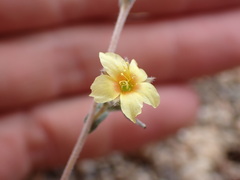 Mentzelia montana
