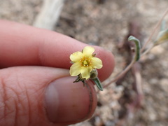 Mentzelia montana
