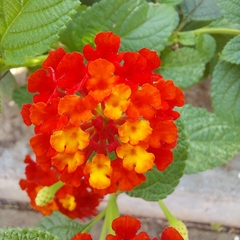 Lantana camara