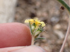 Mentzelia montana