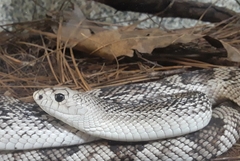 Pituophis melanoleucus