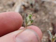 Mentzelia montana