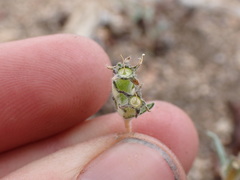 Mentzelia montana