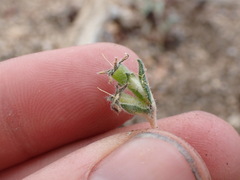 Mentzelia montana