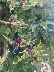 Wisteriopsis reticulata