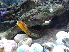 Gymnothorax polyuranodon