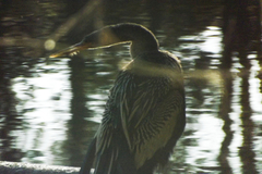 Anhinga anhinga