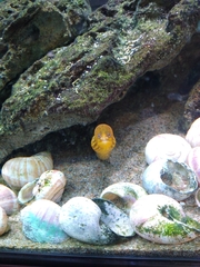 Gymnothorax polyuranodon