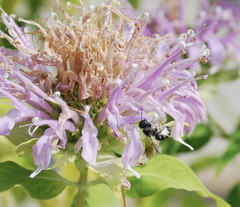 Halictus
