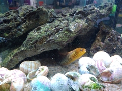 Gymnothorax polyuranodon