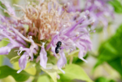 Halictus