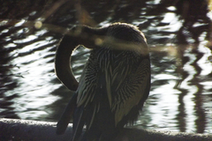 Anhinga anhinga