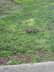 Sciurus carolinensis