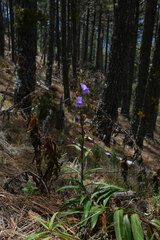 Penstemon gentianoides