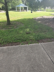 Sciurus carolinensis