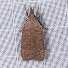 Dichomeris ventrellus