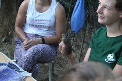 Erithacus rubecula