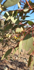 Eucalyptus dumosa