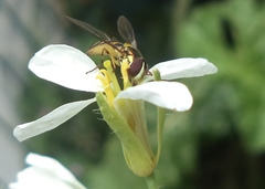 Allograpta obliqua