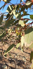Eucalyptus dumosa