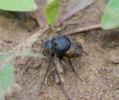 Onthophagus gibbulus